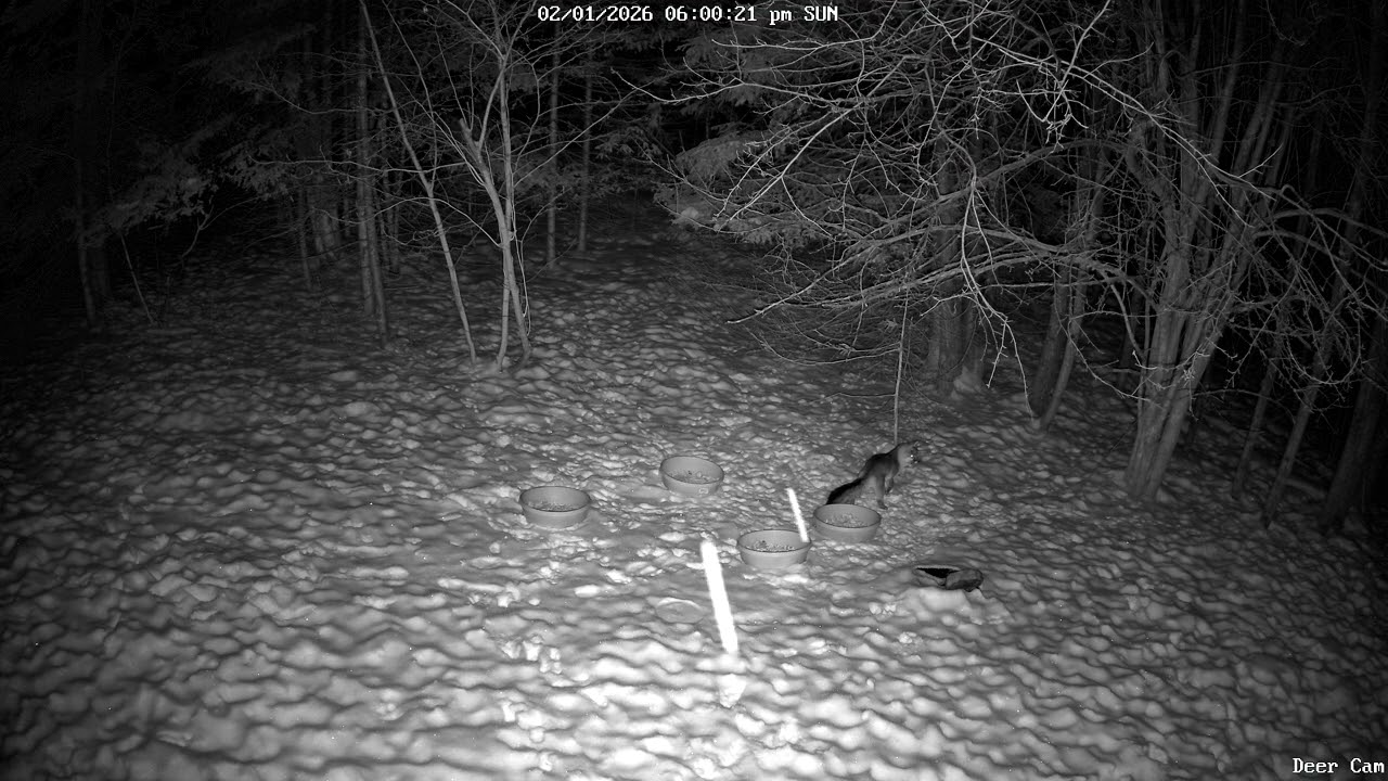 Red Fox eating. 2-1-2026 5:55 PM