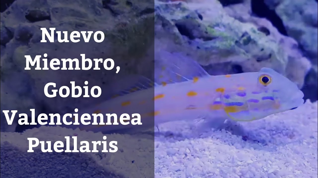 🔵 Gobio Valenciennea Puellaris (Acuarios MB)