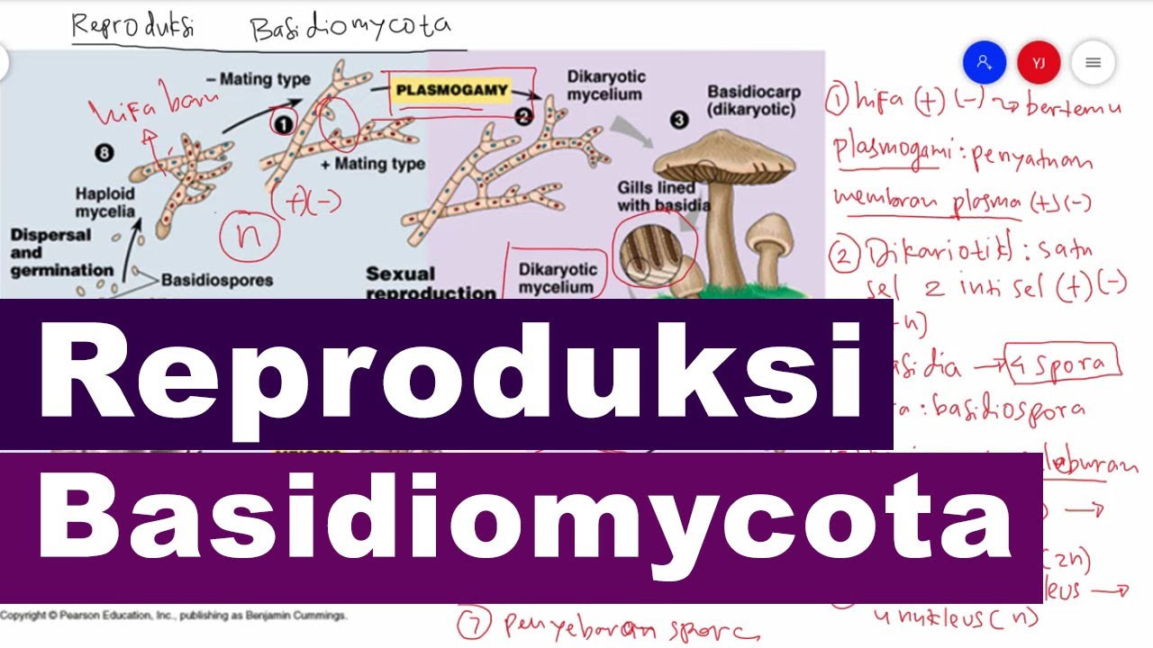 Reproduksi Seksual Basidiomycota - Kingdom Fungi Biologi Kelas 10