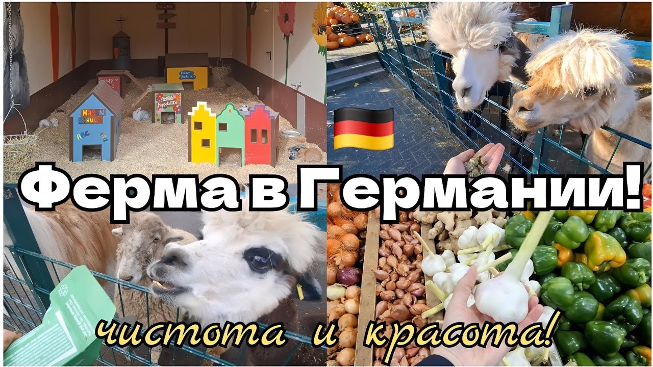 🇩🇪Варю любимый супчик и пеку чесночные пампушки🧄На ферме:🐇кролики живут, как короли😃Альпаки атакуют🦙