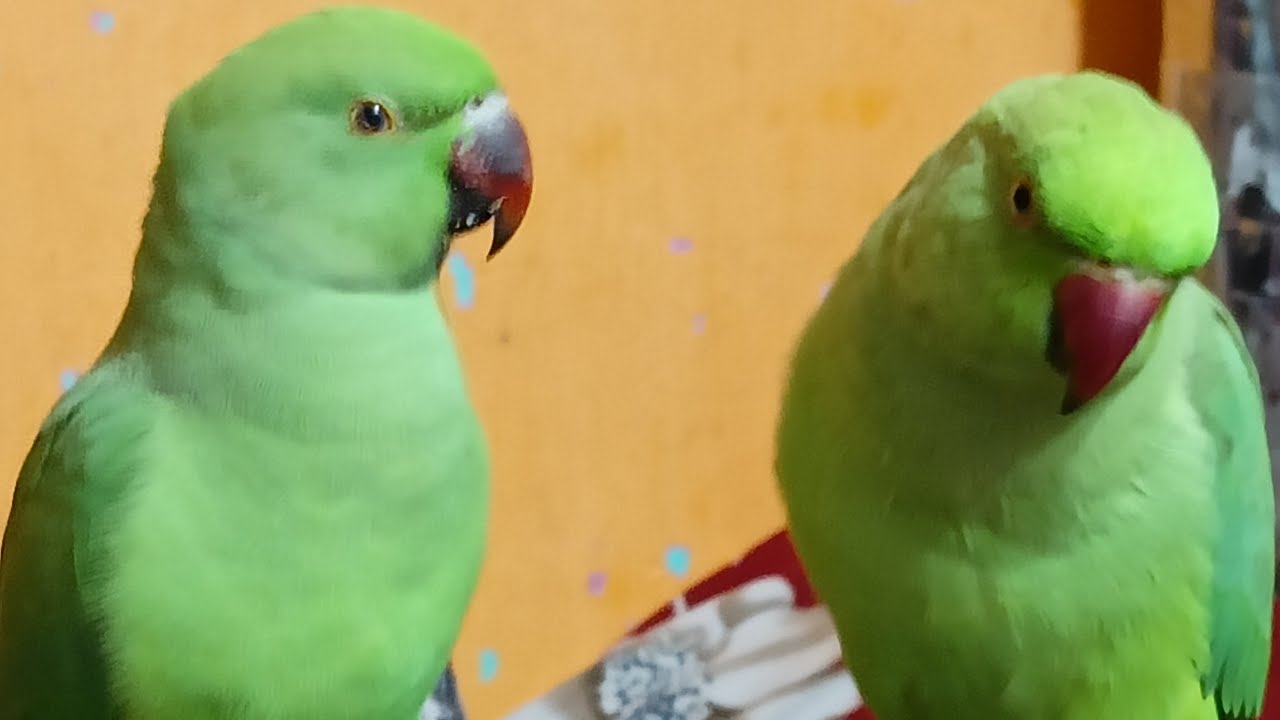 DimpalYadav  is live ringneck parrot live stream