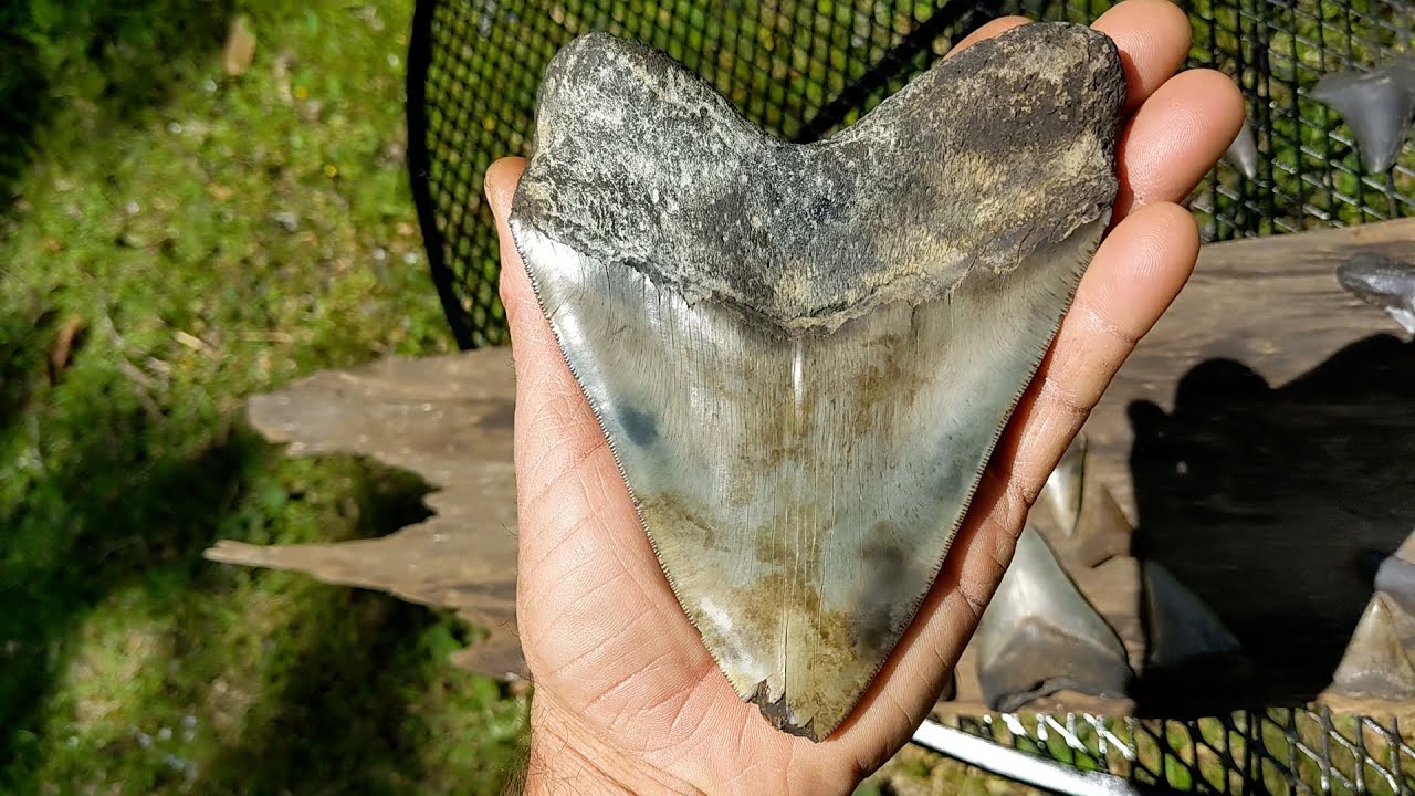 XXXL Wide Meg Tooth Found!