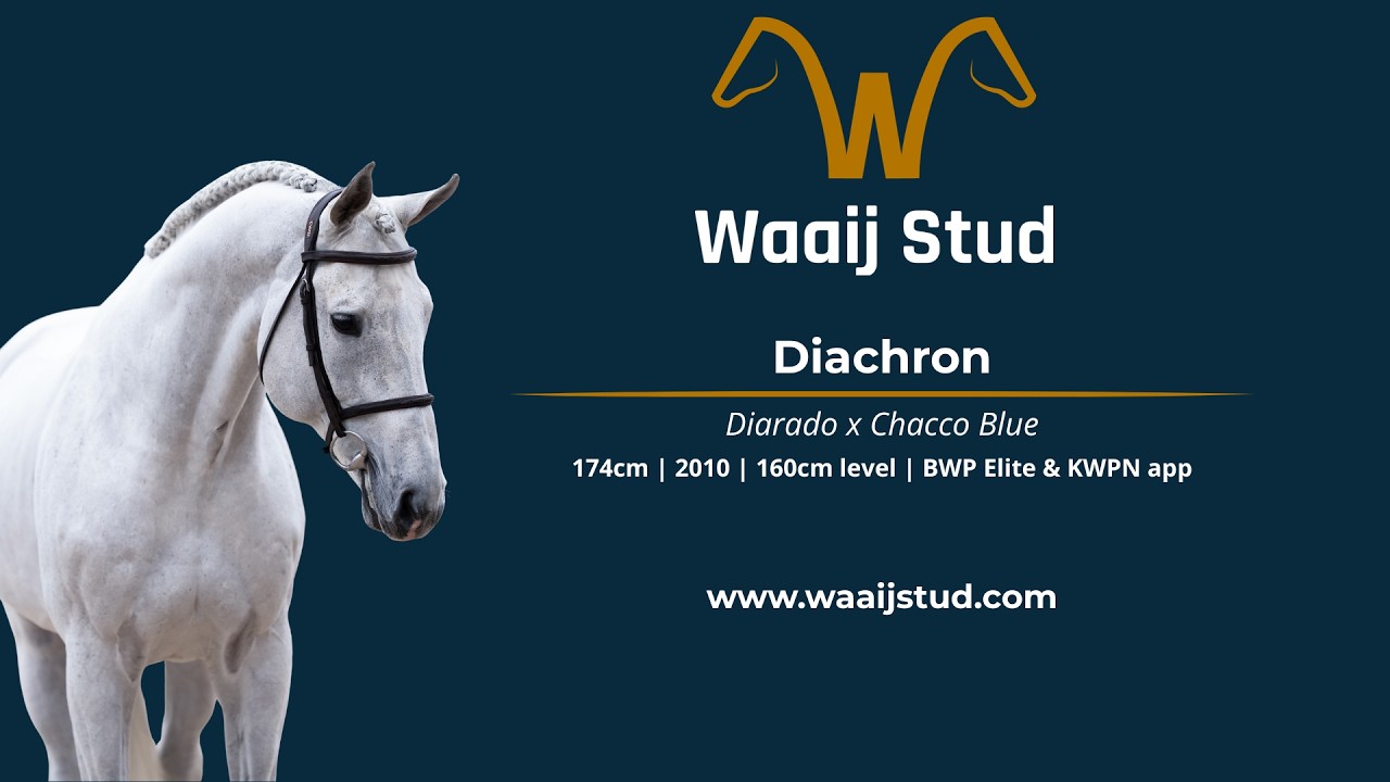 Diachron (Diarado x Chacco Blue) stallion, 2010
