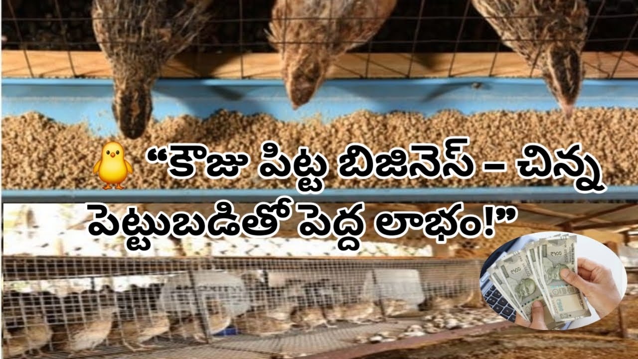 కౌజు పిట్ట బిజినెస్ పూర్తి వివరాలు | రోజుకి 1000 రూపాయల ఆదాయం | Quail Farming Telugu