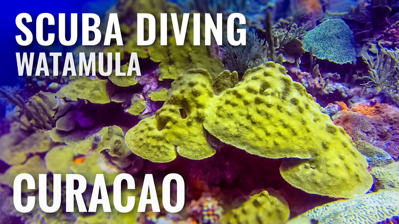 Scuba Diving CURACAO Watamula Dive Site 2019 [4K]