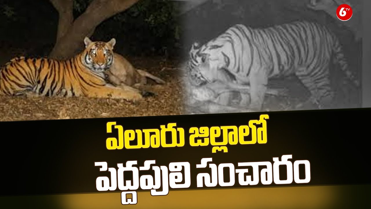 &ldquo;TIGER 