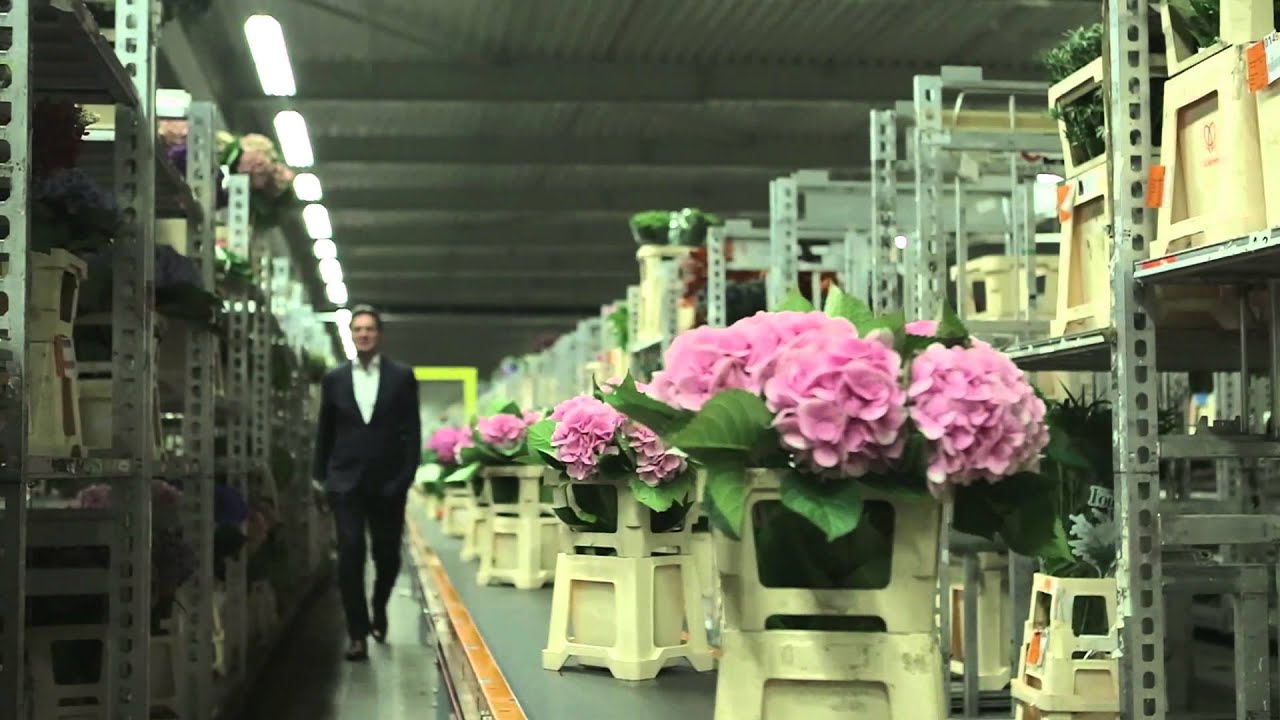 Marco van Zijverden - Dutch Flower Group