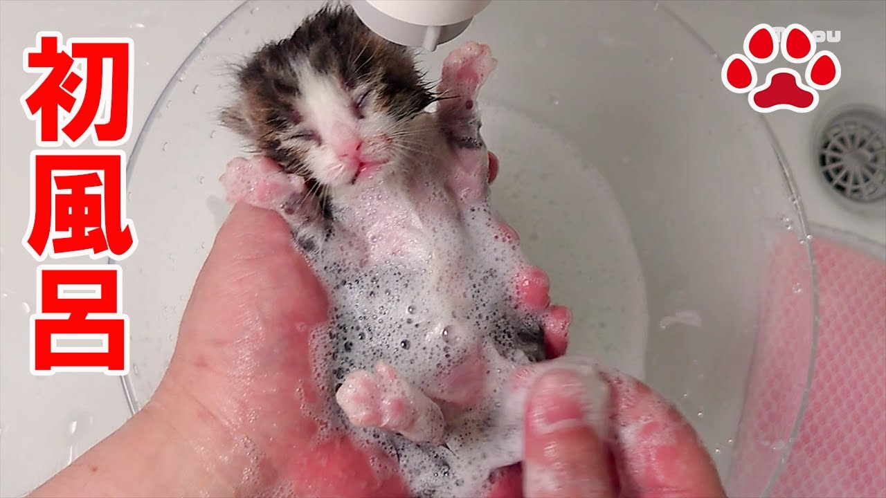 Милый котенок принимает свой первый душ[Aila].