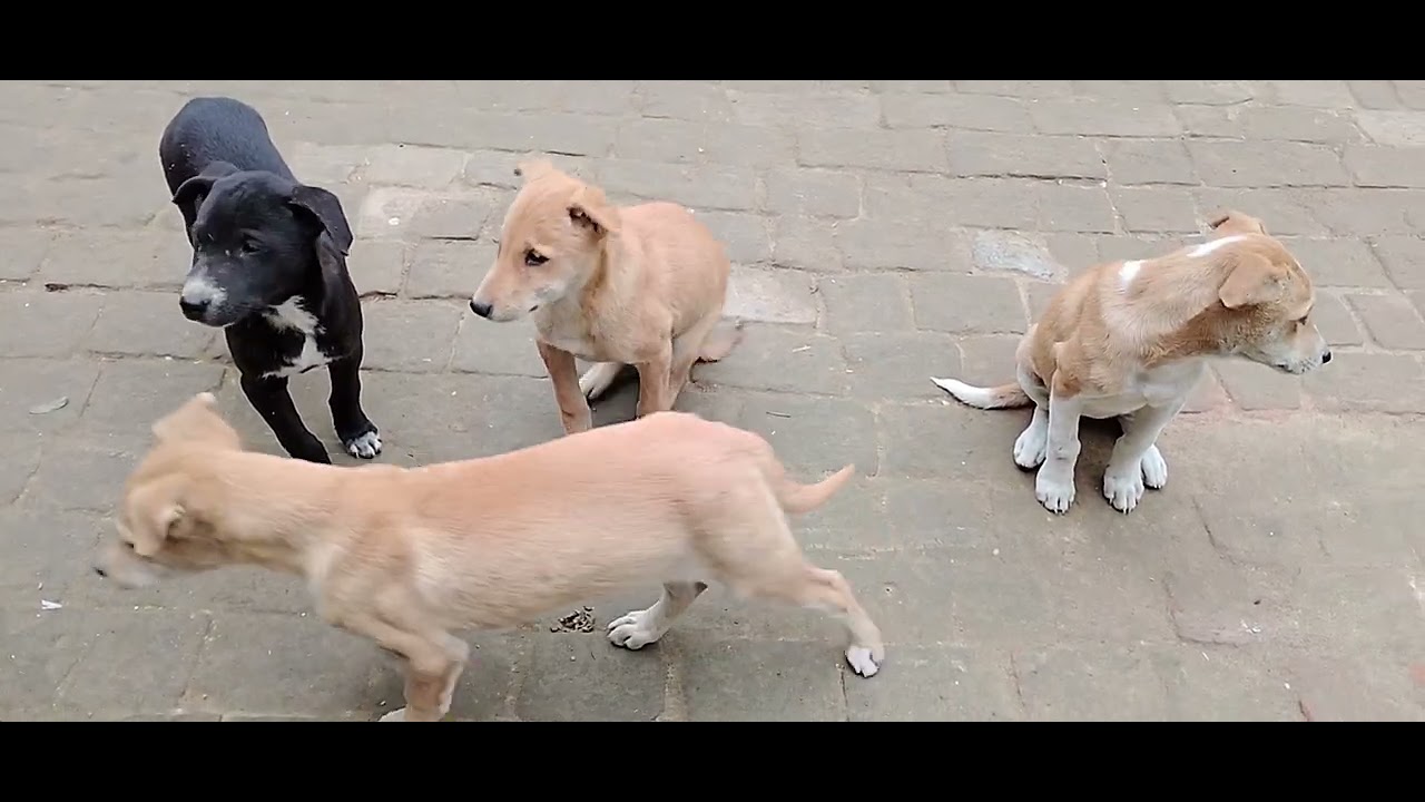 Bejubano masum par daya Kro please 🙏🐕😭2026