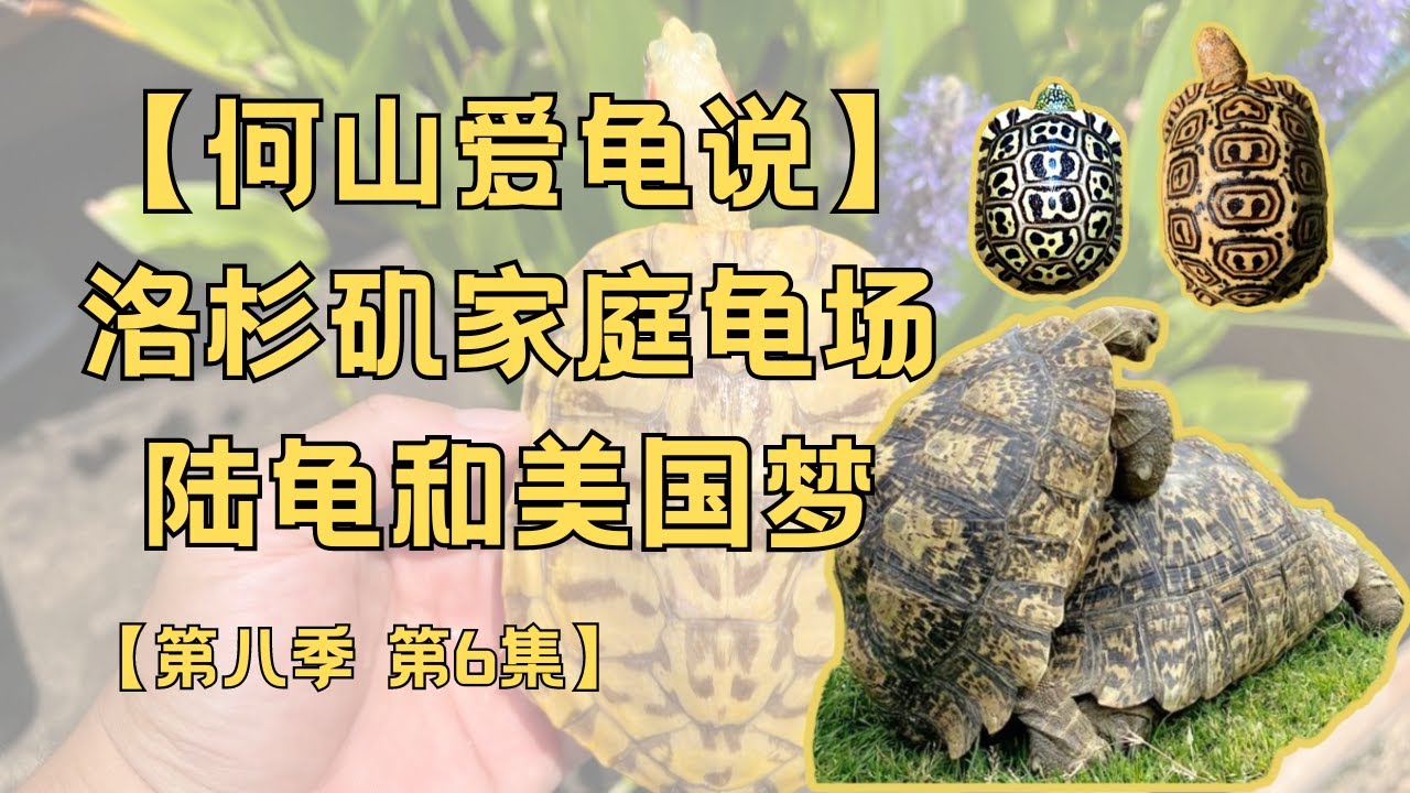 第八季 第6集：洛杉矶华人的家庭龟场｜何山爱龟说｜白化苏卡达｜西非豹纹｜东非豹纹｜亚达｜辐射陆龟｜变异巴西龟｜如何养龟不隆背｜室外环境如何设置｜