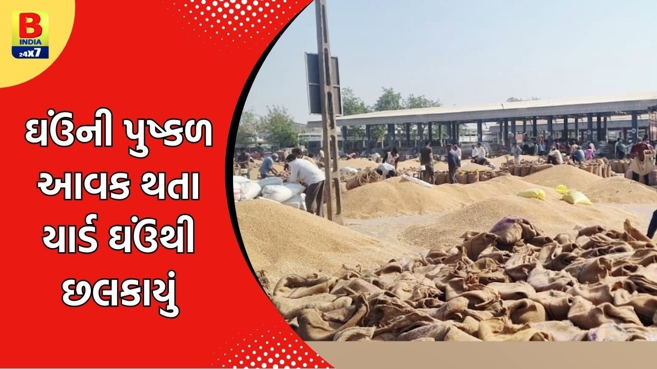 RAJKOT : ગોંડલ માર્કેટિંગ યાર્ડમાં નવા ઘઉંની આવક  | #bindia