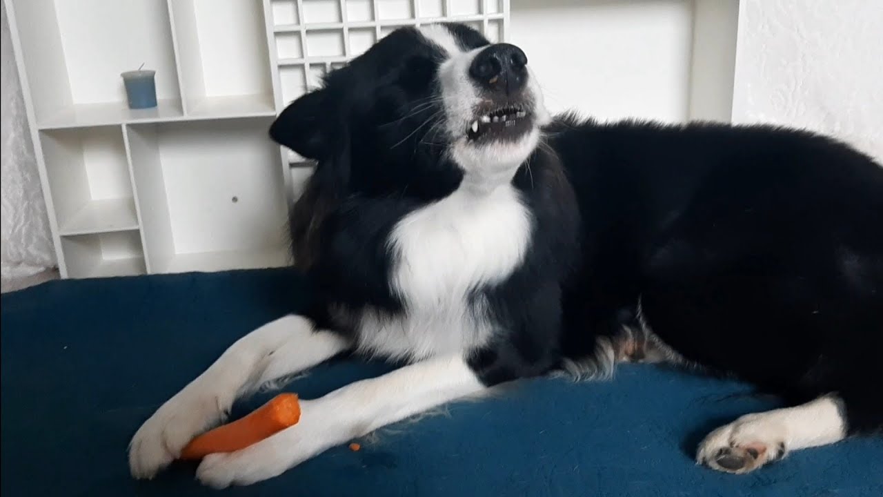 Dog ASMR - Border Collie eats carrot