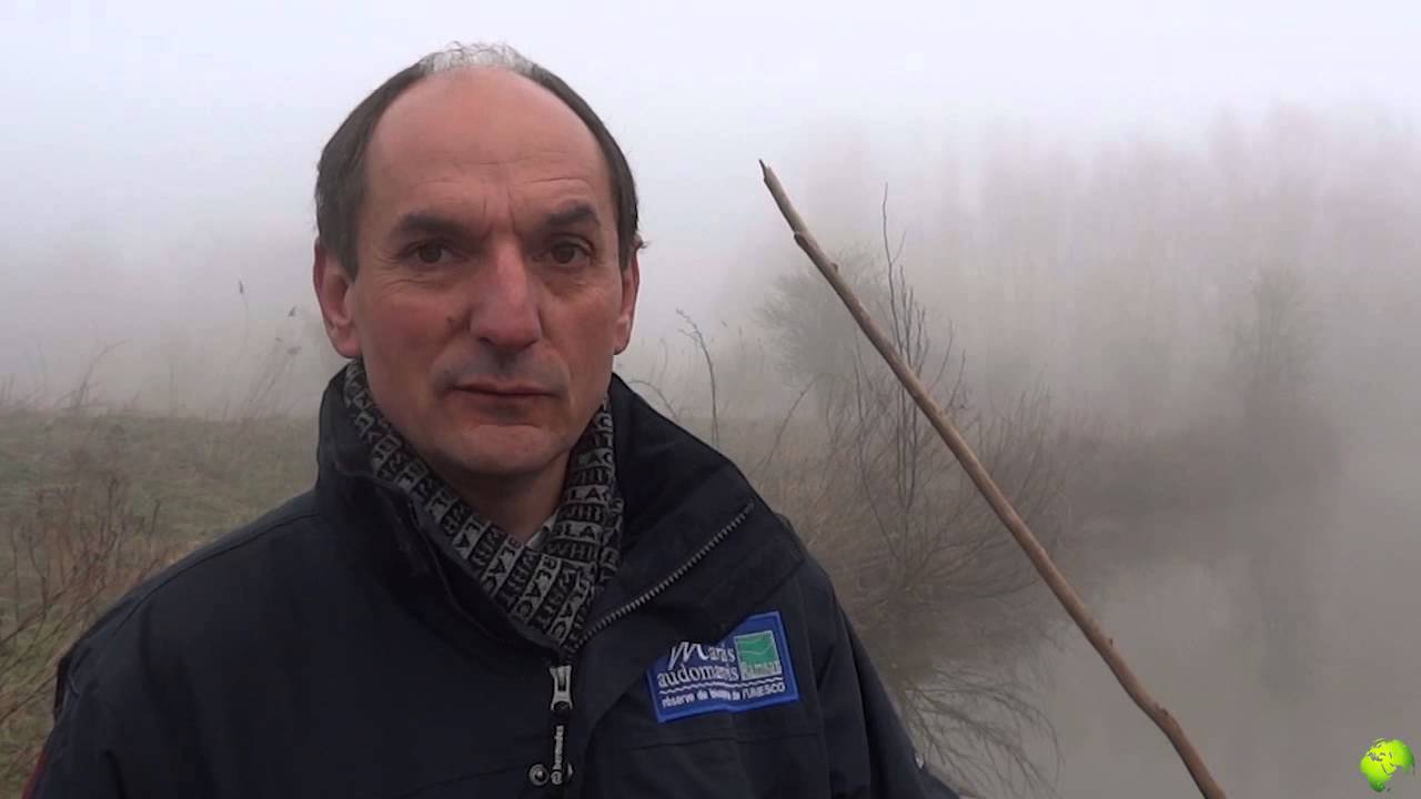 Marais de Saint-Omer : les espèces invasives