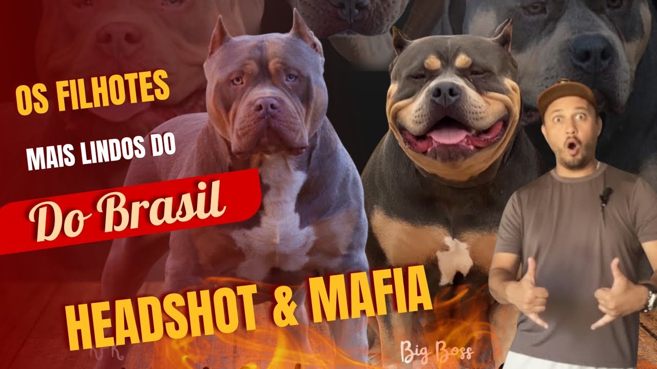 Os Filhotes Mais Lindos do Brasil! HEADSHOT x MAFIA 🔥 | Parceria Big Boss Kennel & KF Kennel