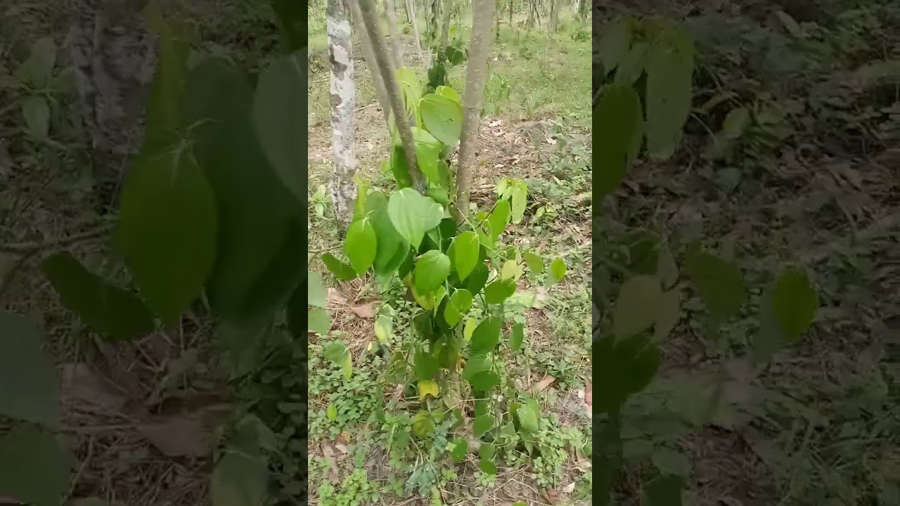 poivre côte d'Ivoire
