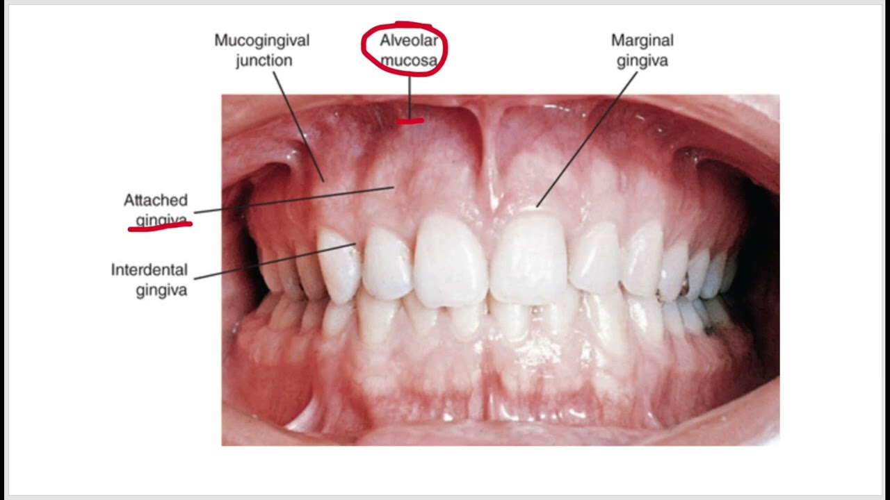 1411   03 Ch 08 and 09 Periodontium