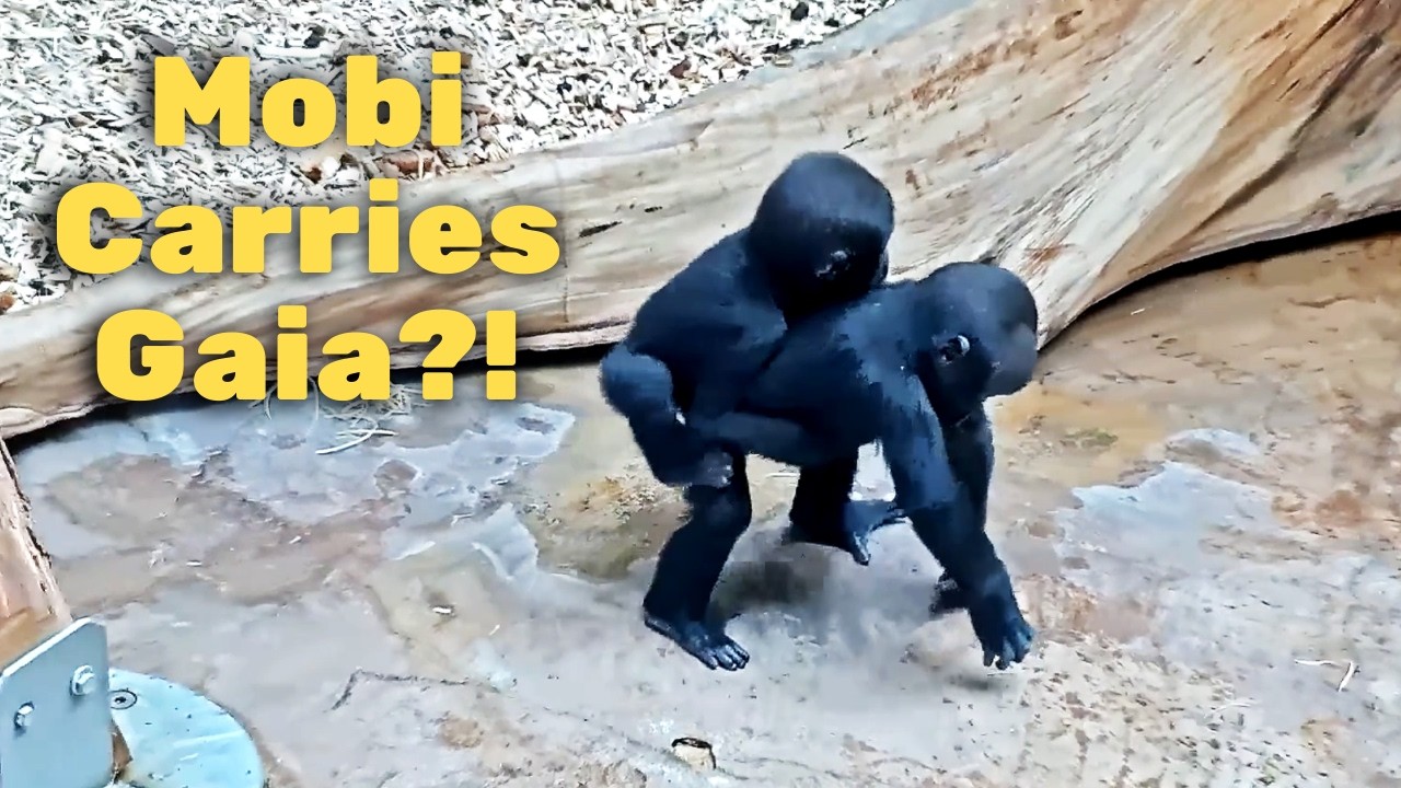 The Adorable Chaos of Mobi and Gaia's Sisterly Bond - Prague Zoo
