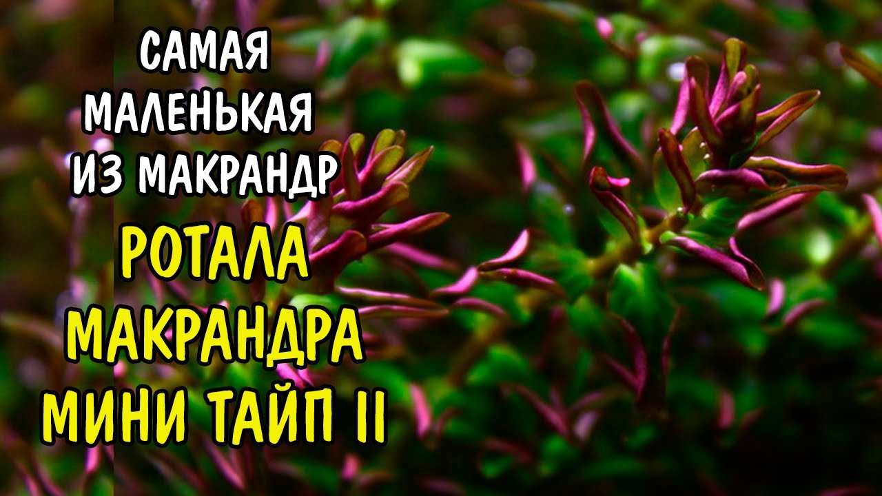 РОТАЛА МАКРАНДРА МИНИ ТАЙП 2 ( Rotala Macranda mini type 2 )