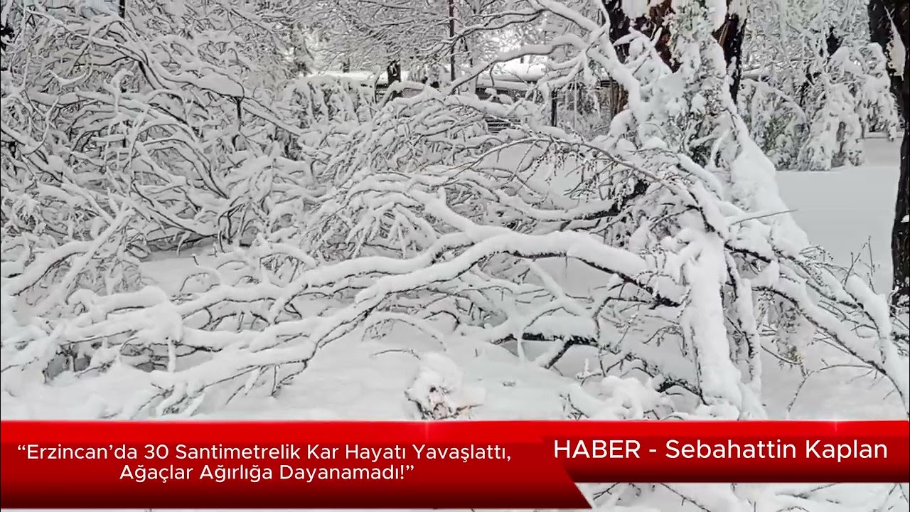 “Erzincan’da 30 Santimetrelik Kar Hayatı Yavaşlattı, Ağaçlar Ağırlığa Dayanamadı!”
