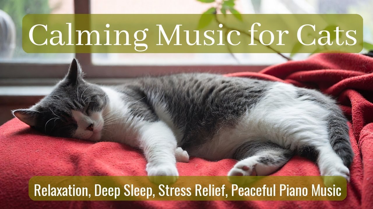 LIVE Cozy Kitten Sleeping Soundly for Peace 😴 | Season 89