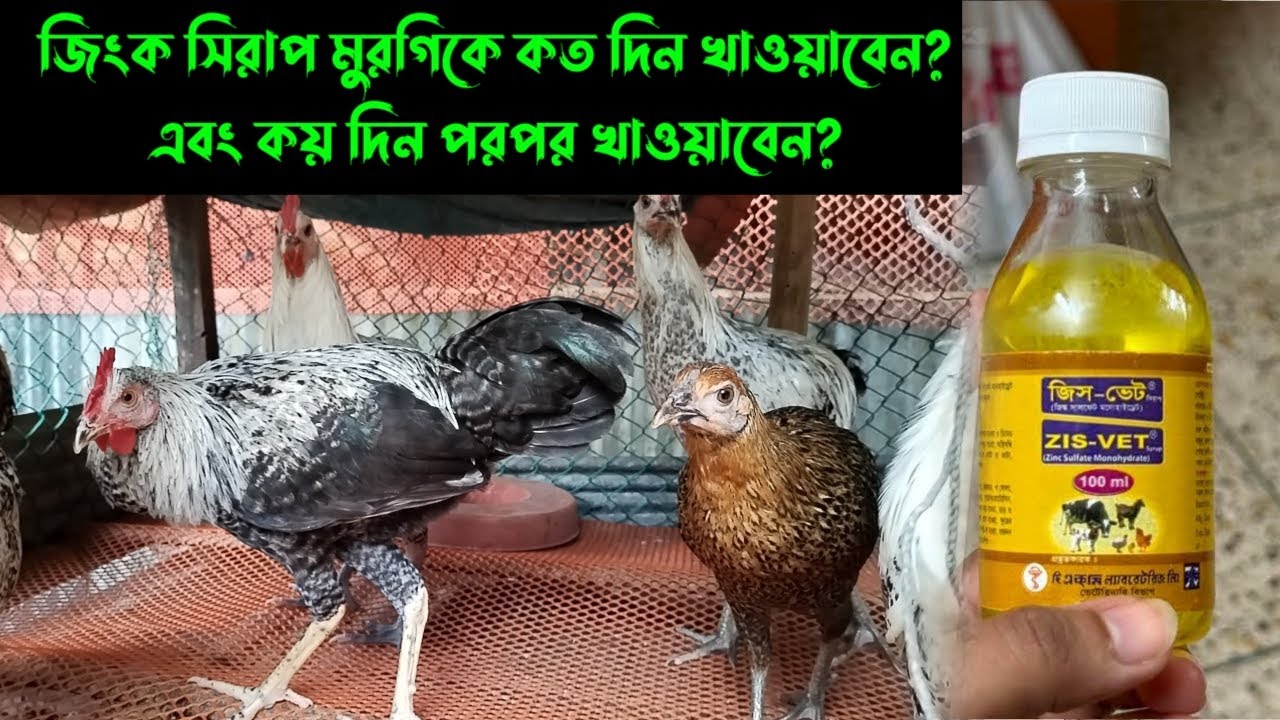 জিংক সিরাপ মুরগিকে কত দিন খাওয়াবেন? এবং কত দিন পরপর খাওয়াবেন?