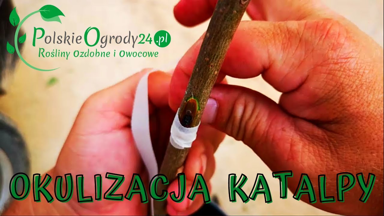 OKULIZACJA katalpy CATALPA szczepienie drzew KATALPA purpurowa SZKÓŁKA ROŚLIN- DRZEWKA OZDOBNE