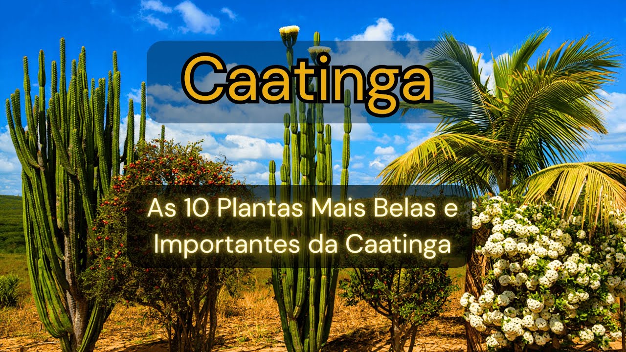 10 Plantas Incríveis da Caatinga 🌵✨ Descubra!