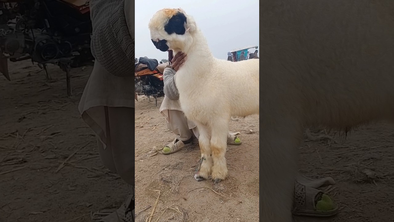 Desiring the Perfect Goat: Discover the World of Mundra Chatra