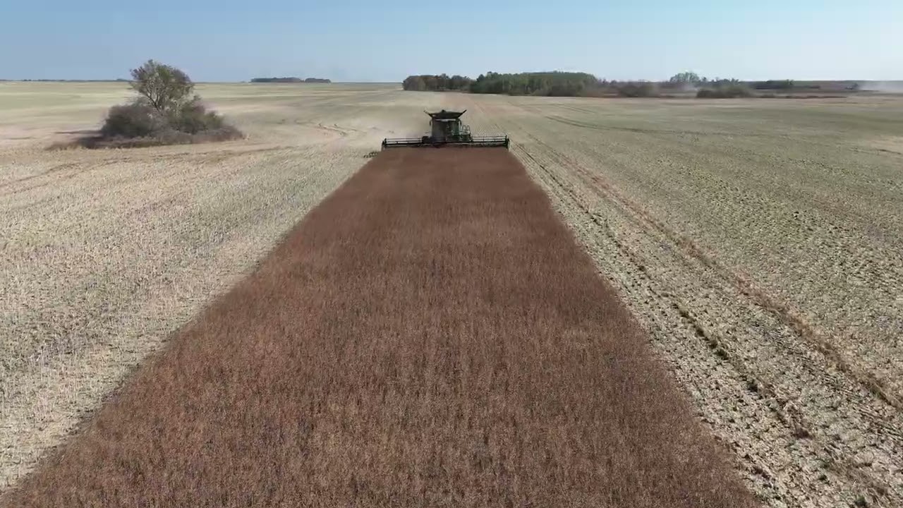Leask, SK - Harvesting Canola