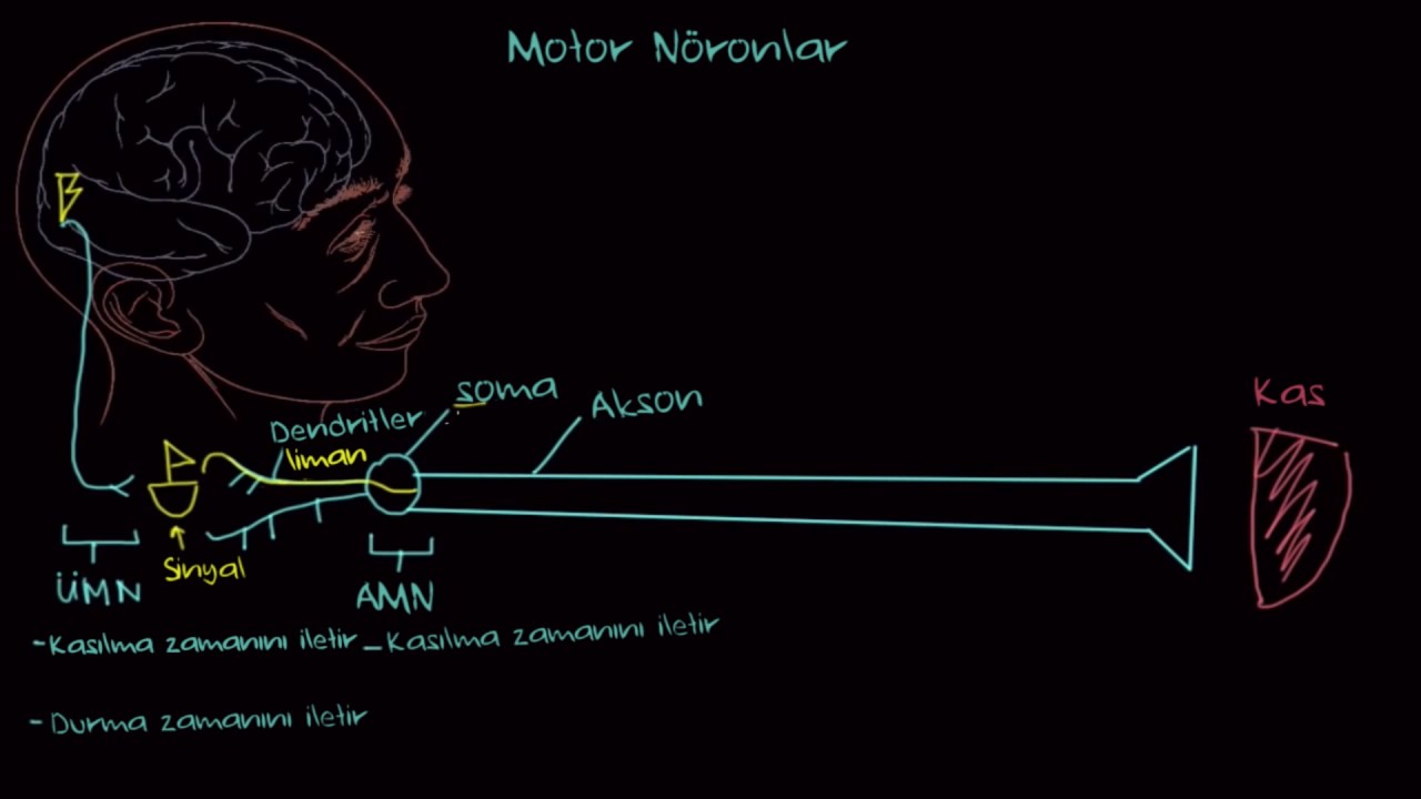 Motor Nöronlar (Sağlık ve Tıp)
