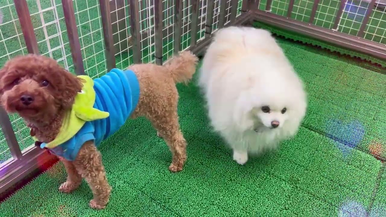 20260211　ダックペットサービス　ふれあいタイム