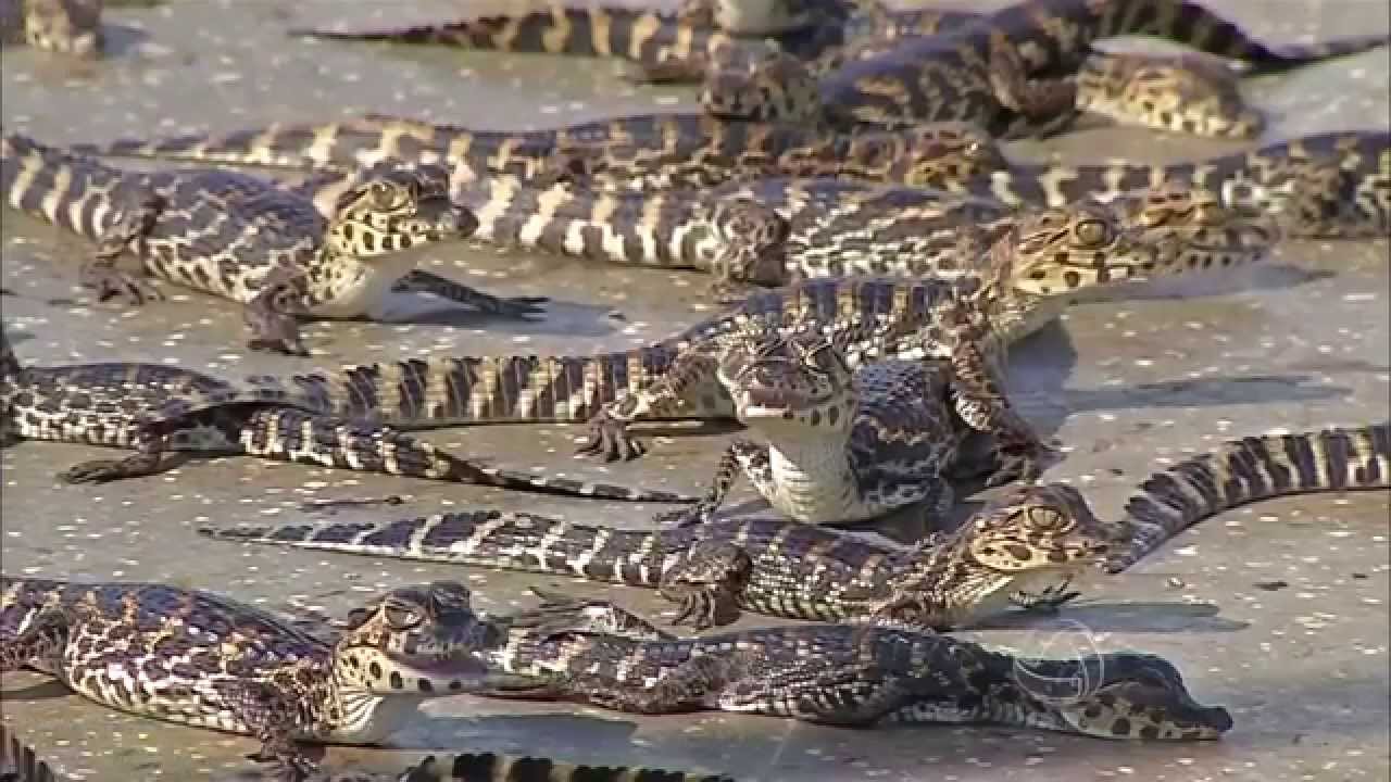 Caimasul em Corumbá MS, fazenda  investe na criação de Jacaré do Pantanal
