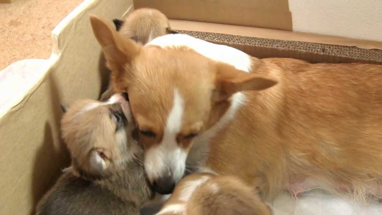 コーギー赤ちゃん、生後22日目