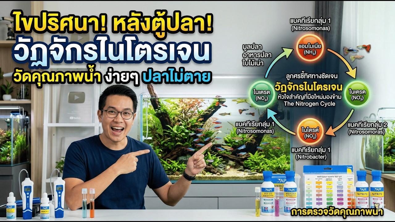 หัวใจของตู้ปลา (วัฎจักรไนโตรเจน)  “สรุปวัฏจักรและะการวัดค่าประสิทธิภาพของวัฏจักรไนโตรเจนของคุณ!”Ep.5