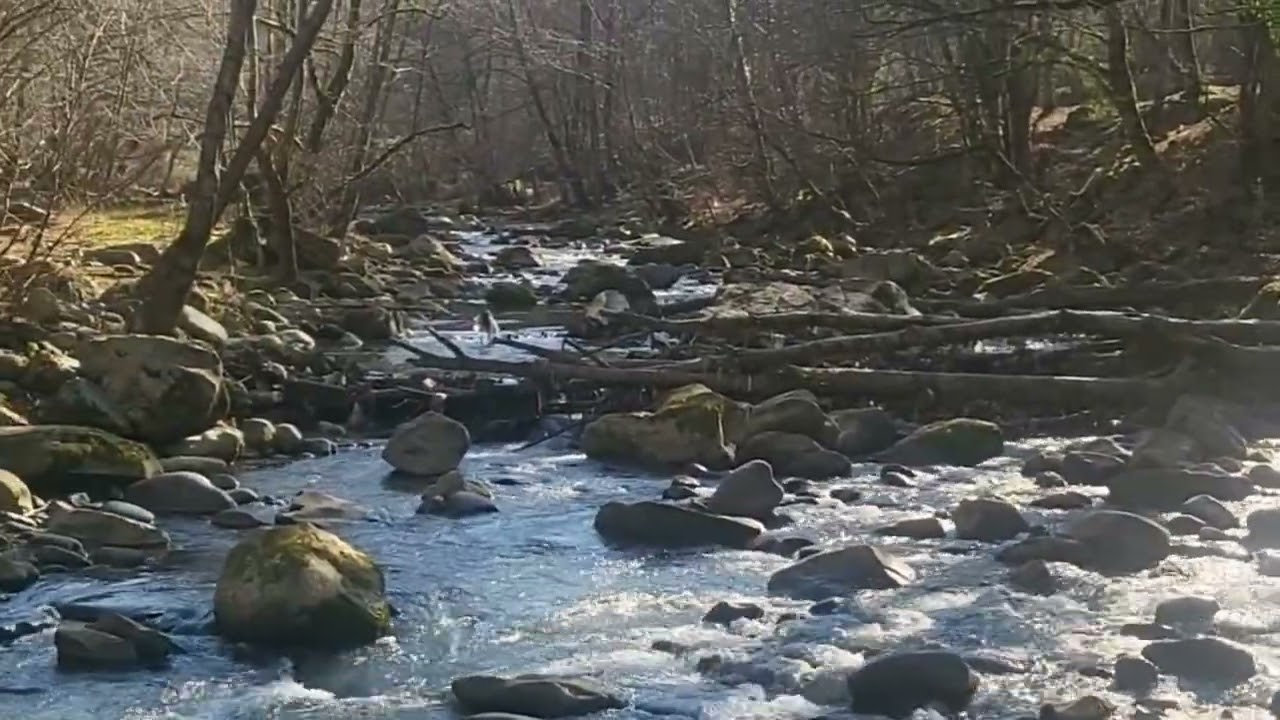 Meditation/ nature sounds 