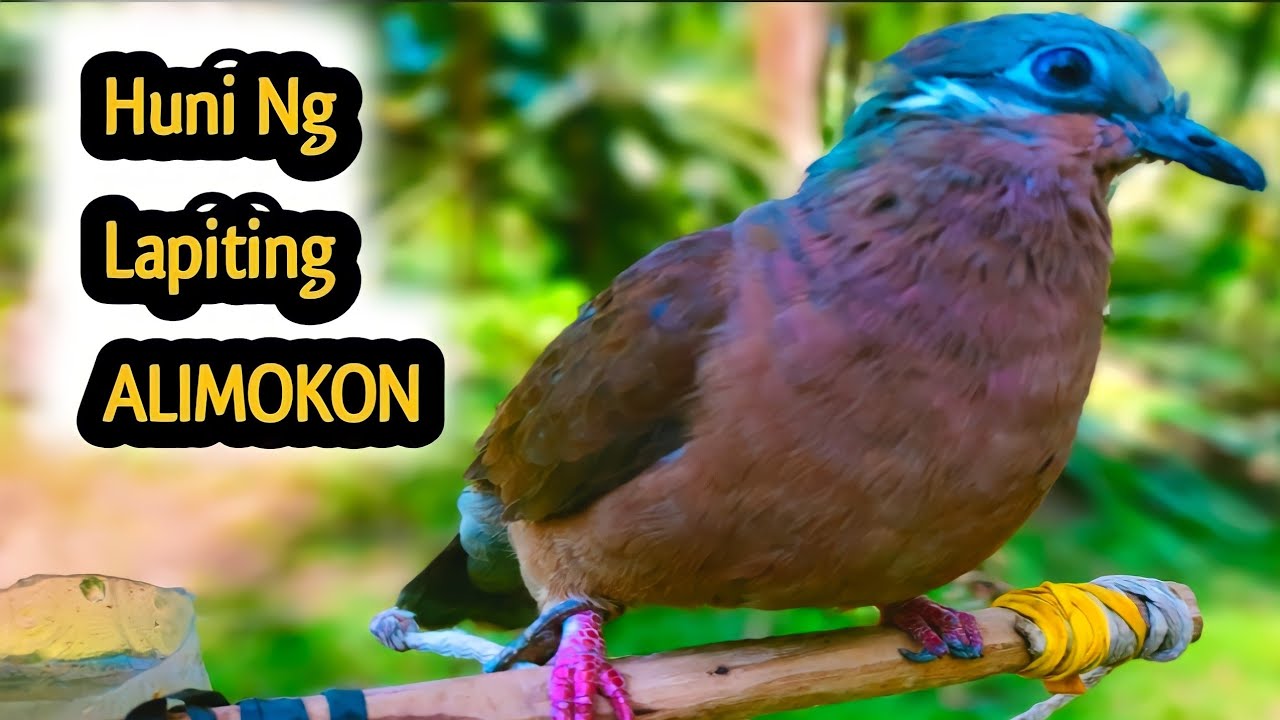 ALIMOKON SOUND ( BEST TRAPPING BIRD SOUND )