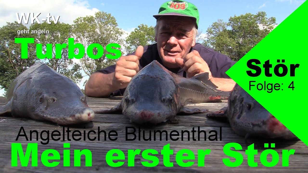 Stör 2 - Mein erster Stör -  Turbos Angelteiche Blumenthal