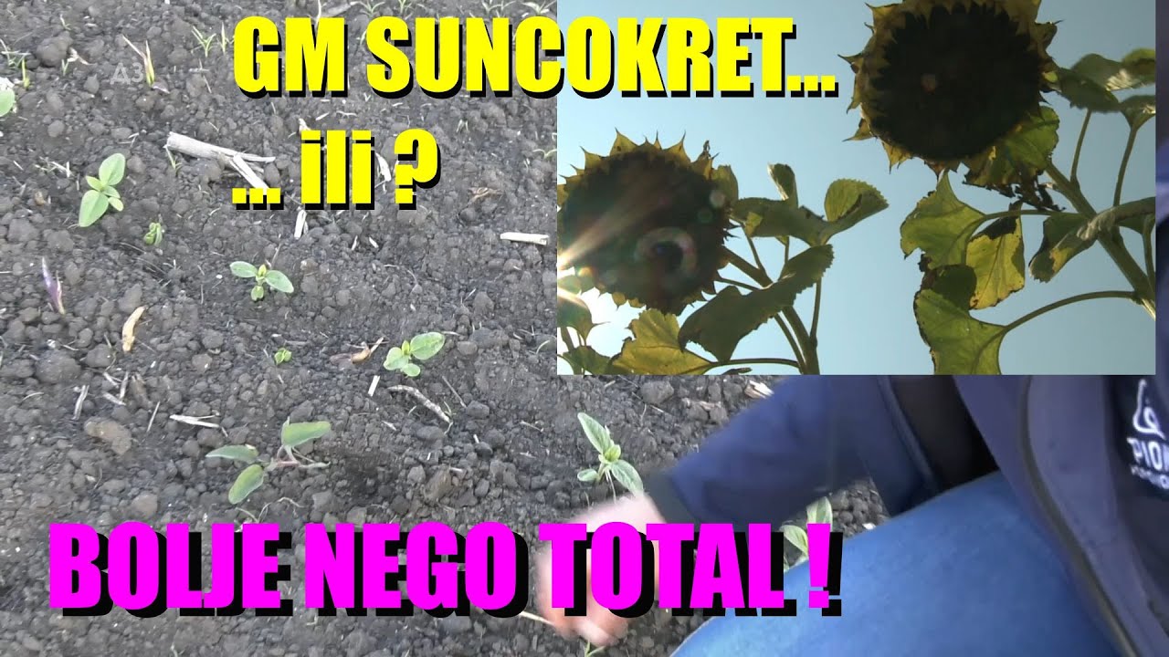 Kao da je GM SUNCOKRET  u BANATU  - o čemu se tu RADI - postoji li nešto BOLJE ,TOTALNO ČIST USEV!