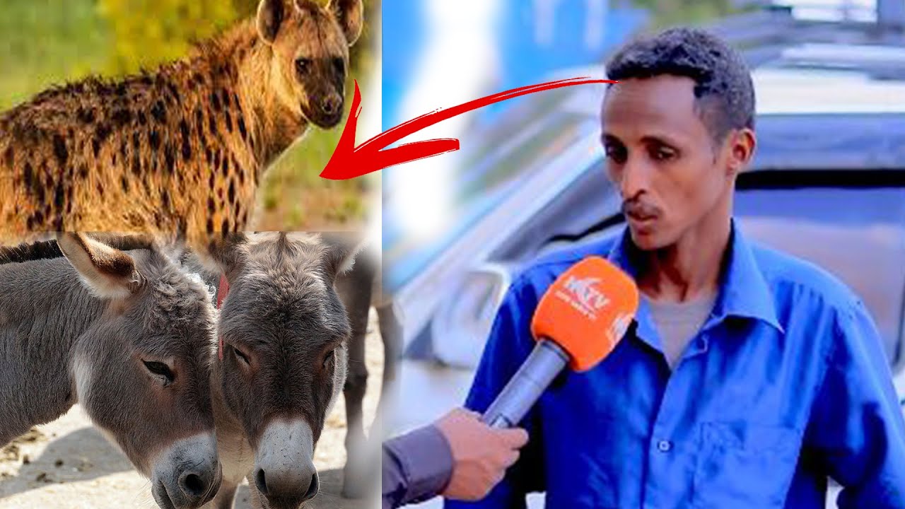 Qiso layaable : Nin waraabe noqday oo burco ku nool.