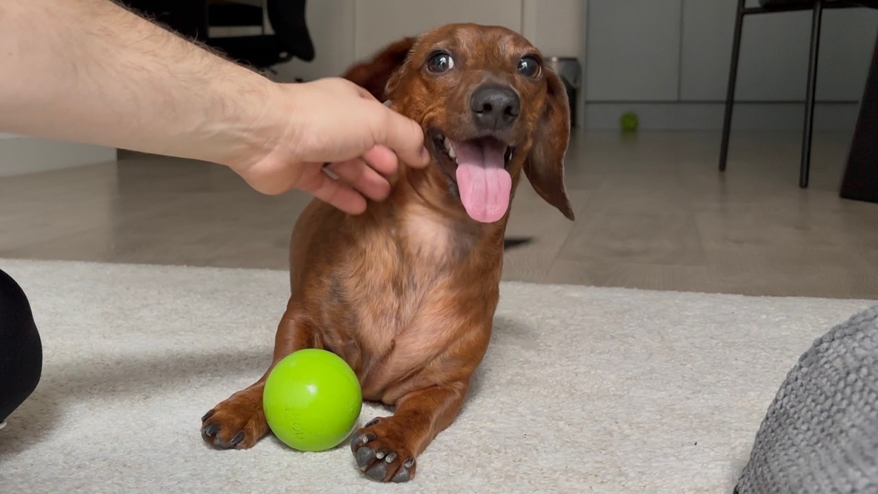 Mini dachshund spends a surprise day off with dad