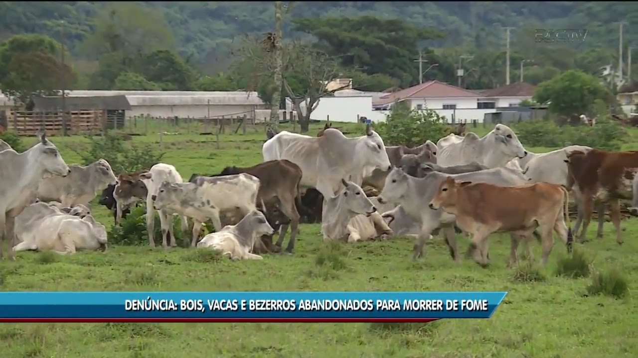 Denúncia de maus tratos a animais em São José