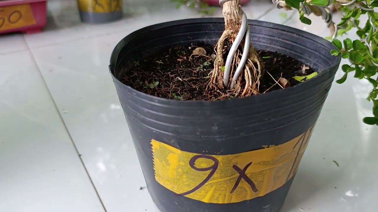 Mọi người có nhu cầu mua thì liên hệ sđt 0775982159