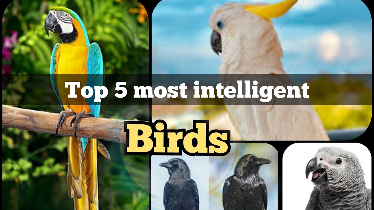 Top 5 most intelligent Birds