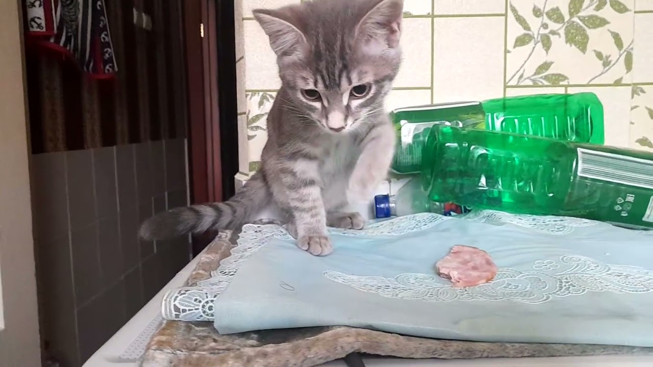 Новогодняя добыча котэ 31 декабря 2025 
