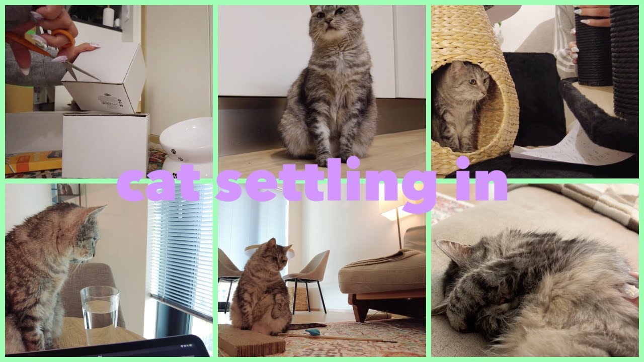 How it’s going with my new cat ❤️🐈🎀🧶 | Cat adoption journey | Living in Helsinki | Cozy vlog