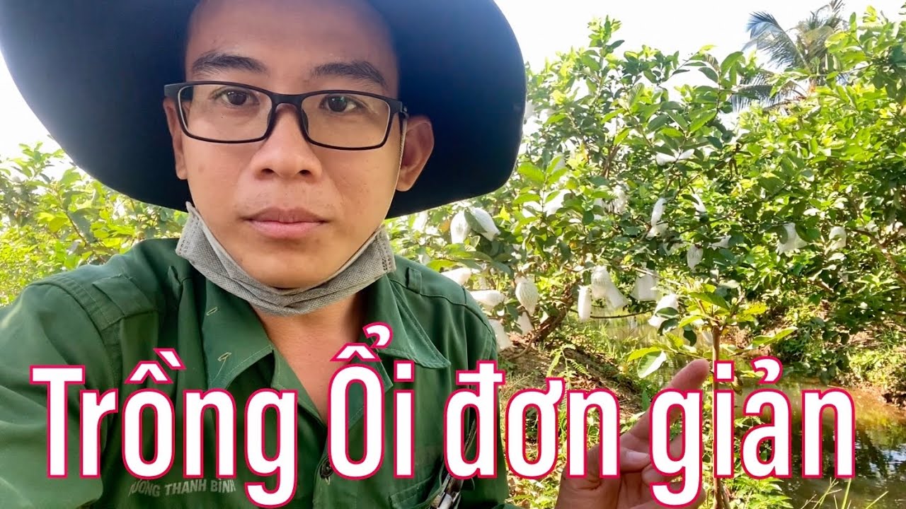 #32 Chia sẽ kỹ thuật trồng và chăm sóc cây Ổi dưới 3 tháng tuổi | Thanh Bình Farm