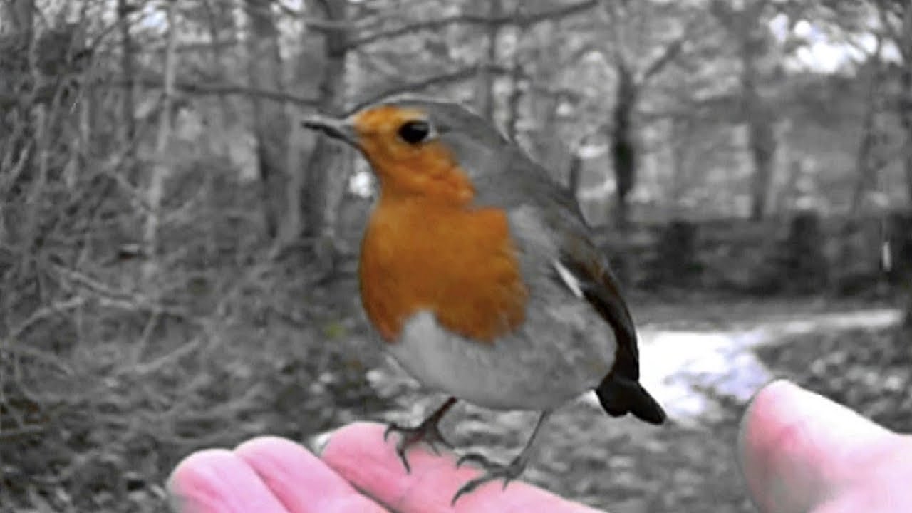 Robin Red Breast UK and European Bird Singing a Beautiful Song - Rougegorge Familier