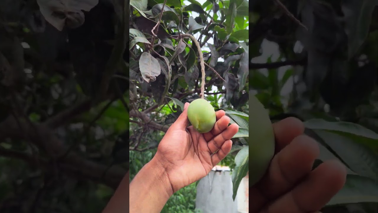 कितना बड़ा आम है।💯🔥#trending #mango #viralreels #farming #newshorts #KingDevil #farming #villagetour