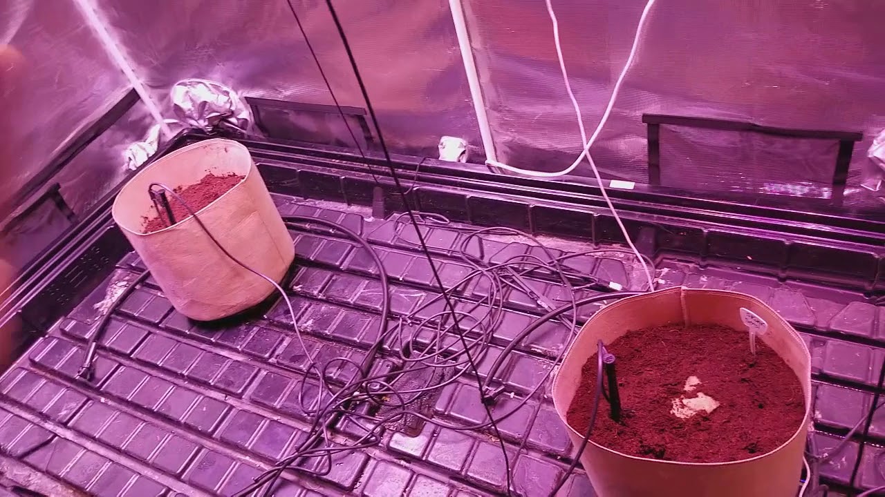 Day 1 - Auto Sensi Skunk Auto Cindy Jack -Goliath COB LEDs