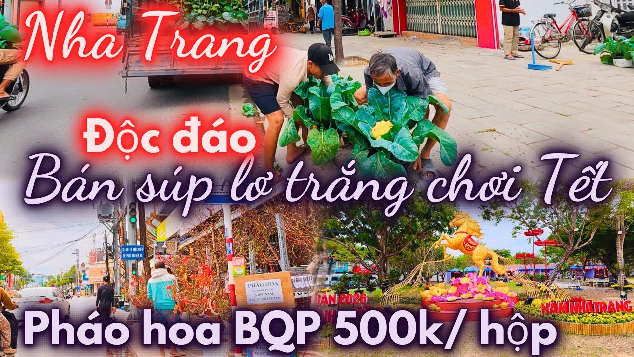 Độc đáo, Bán luôn cây súp lơ trắng chơi Tết cho thực . Pháo Hoa BQP giá 500k một hộp 